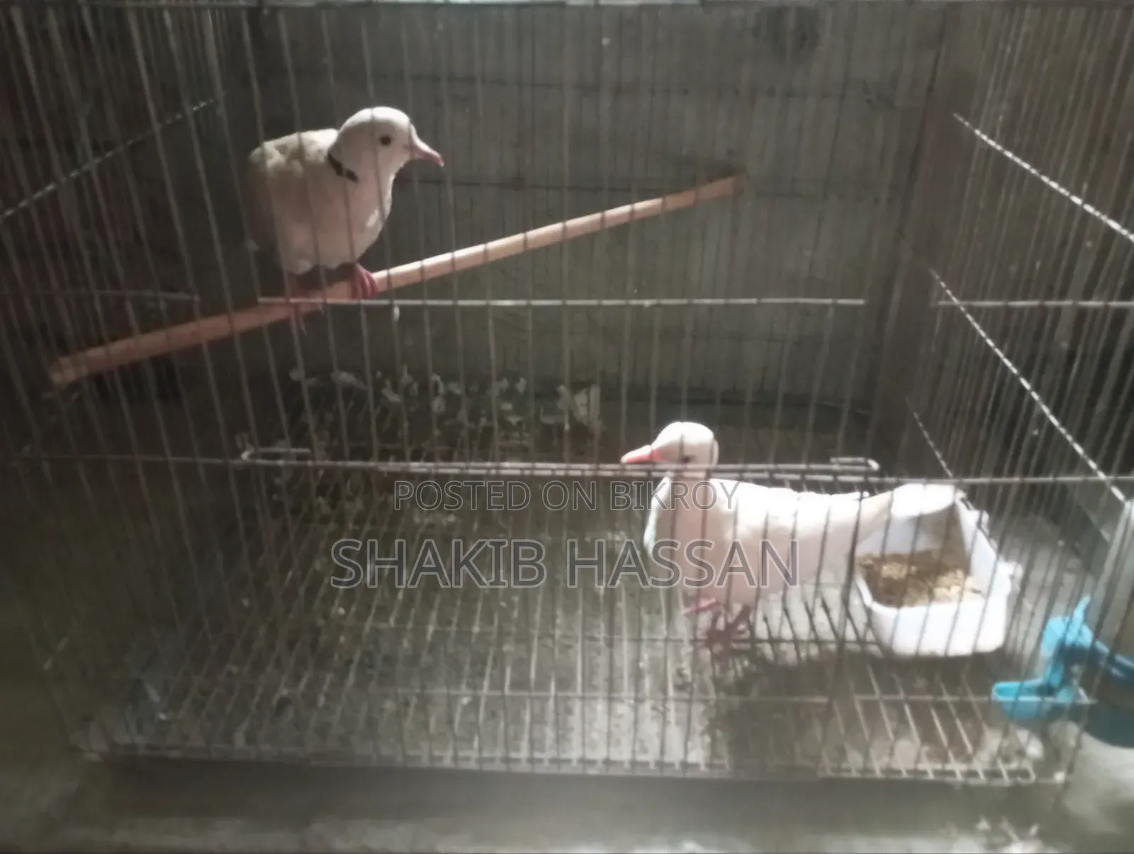 A pair of Australian breed running doves for sale