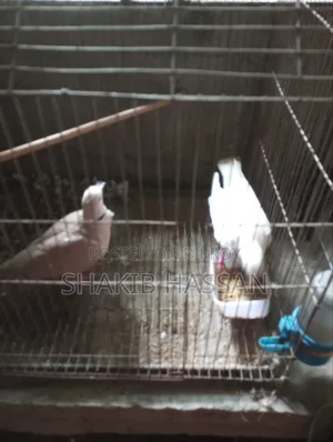 A pair of Australian breed running doves for sale