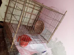 পুরাতন খেঁচা