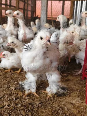 অরিজিনাল কলম্বিয়ান লাইট ব্রাহামা
