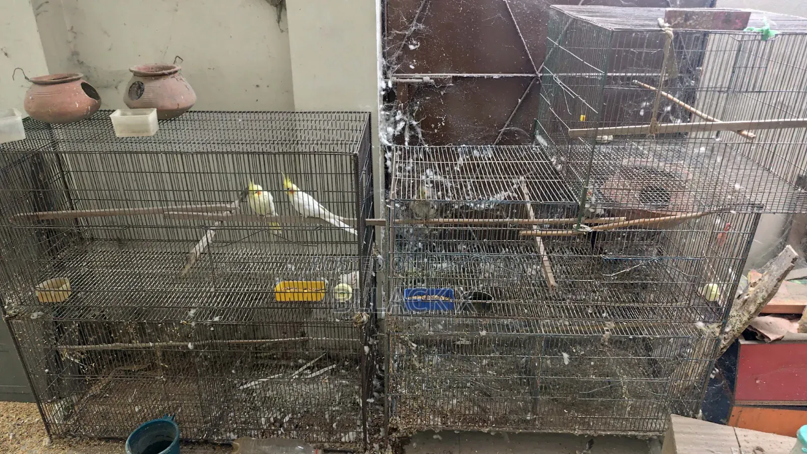 Birds for sale