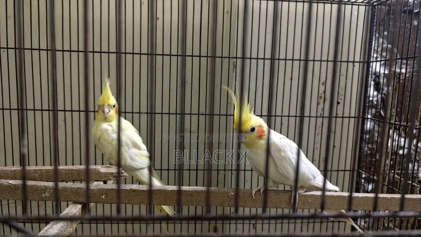 Birds for sale