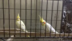 Birds for sale