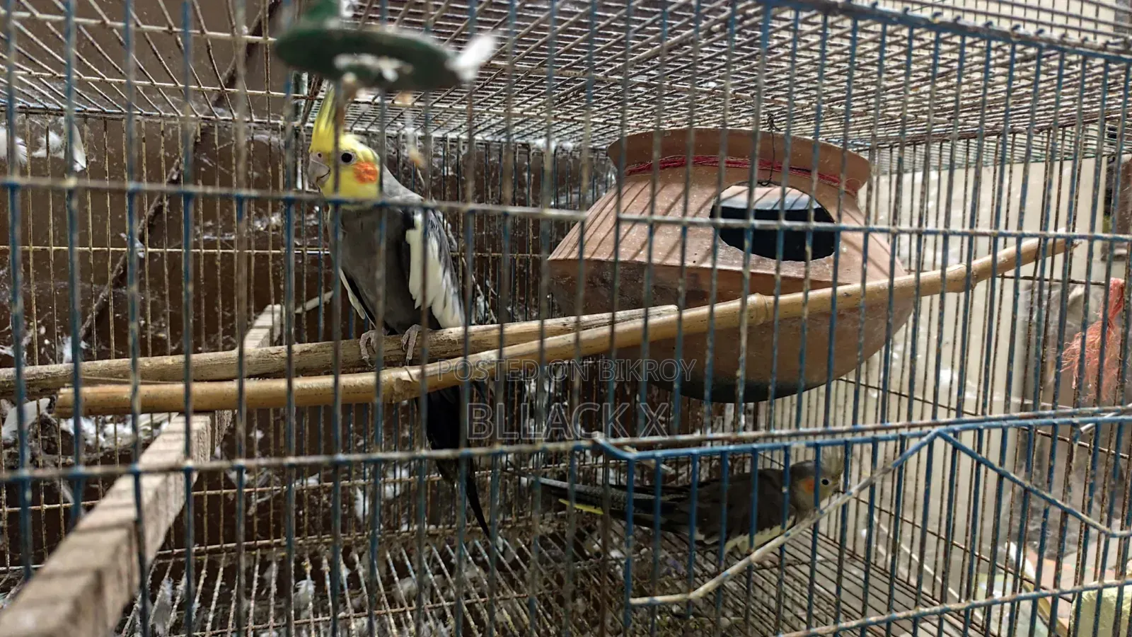 Birds for sale