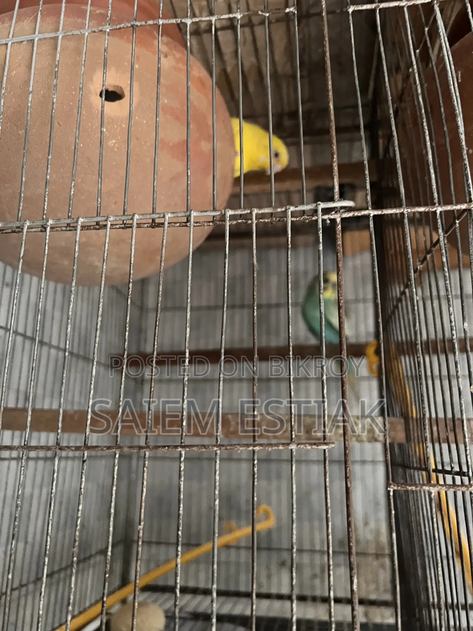 Cockatiel and Budgie Birds for Sale