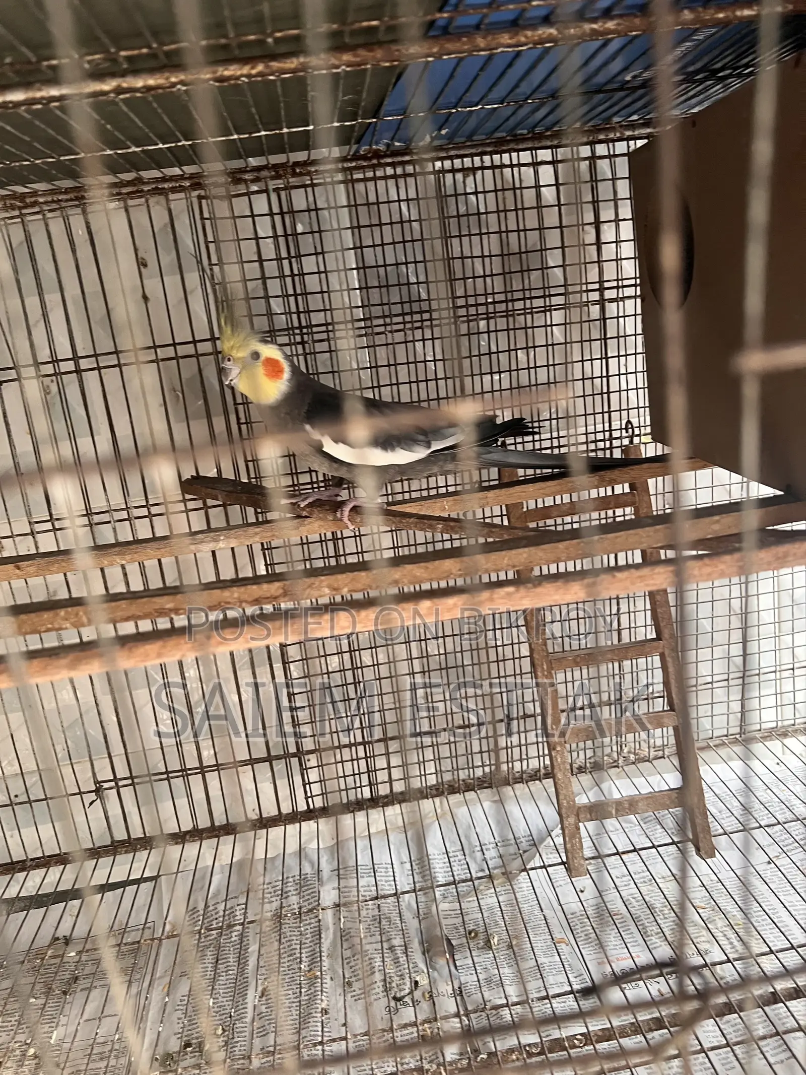 Cockatiel and Budgie Birds for Sale
