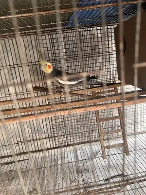 Cockatiel and Budgie Birds for Sale