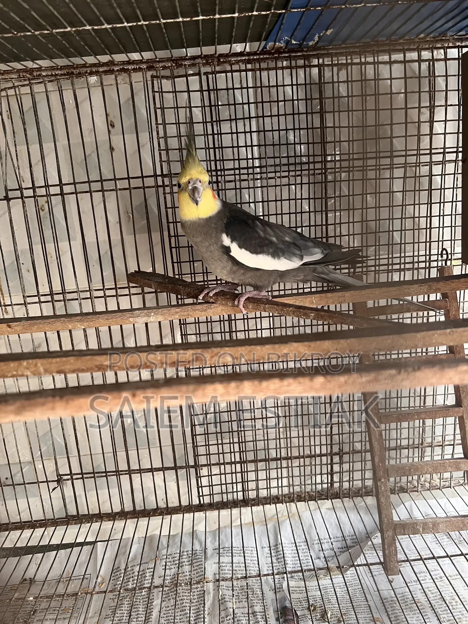 Cockatiel and Budgie Birds for Sale