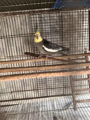 Cockatiel and Budgie Birds for Sale