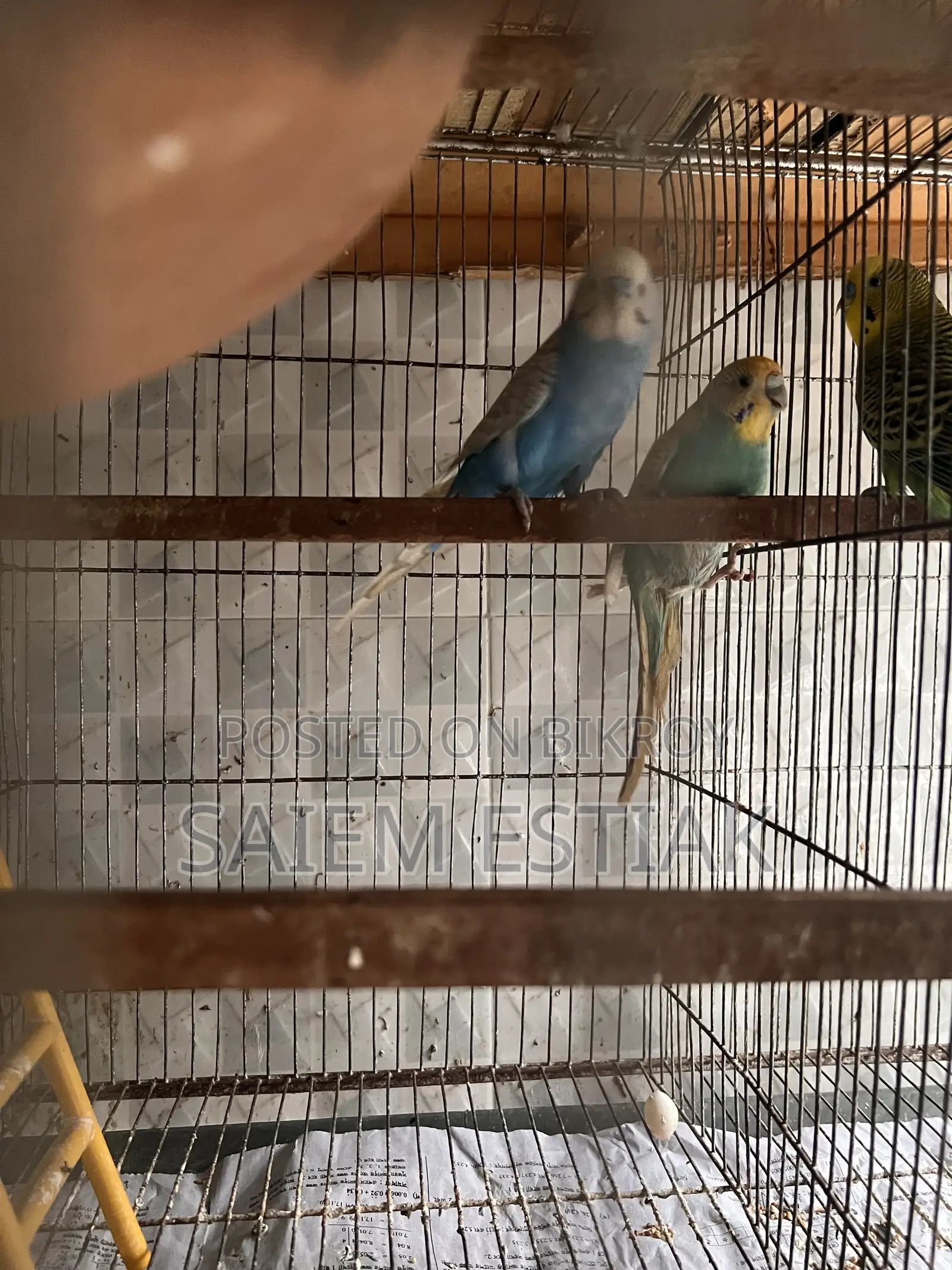 Cockatiel and Budgie Birds for Sale