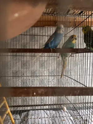 Cockatiel and Budgie Birds for Sale