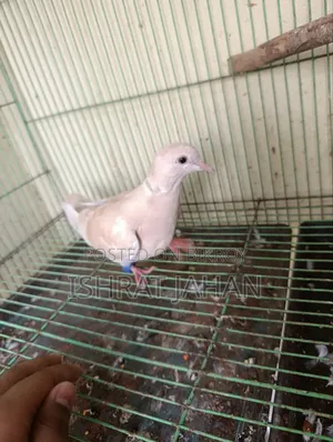 Australian Doves Urgent Sell