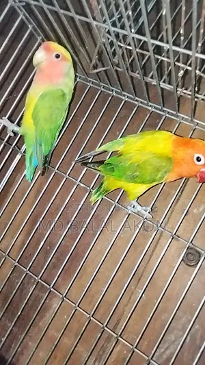 Running Lovebirds