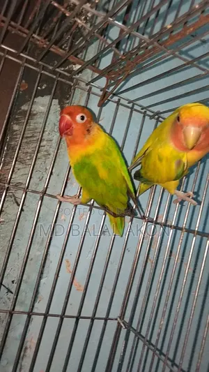 Running Lovebirds