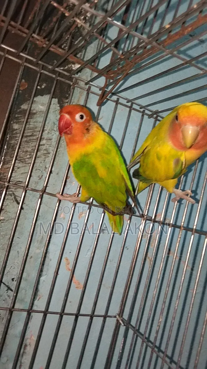 Running Lovebirds