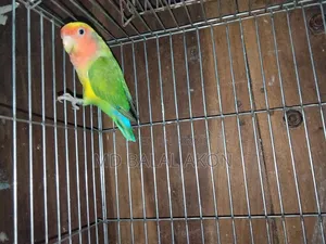 Running Lovebirds