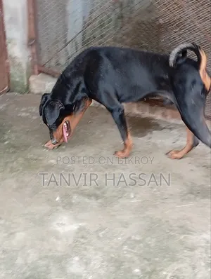 1+ Year Male Purebred Doberman Pinscher