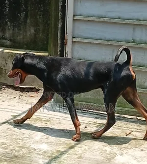 1+ Year Male Purebred Doberman Pinscher