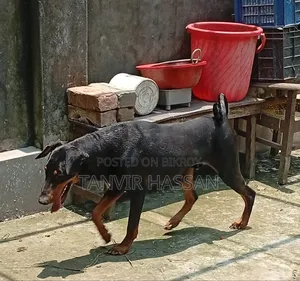 1+ Year Male Purebred Doberman Pinscher