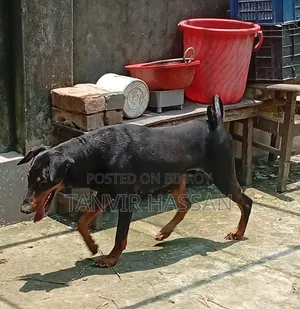1+ Year Male Purebred Doberman Pinscher