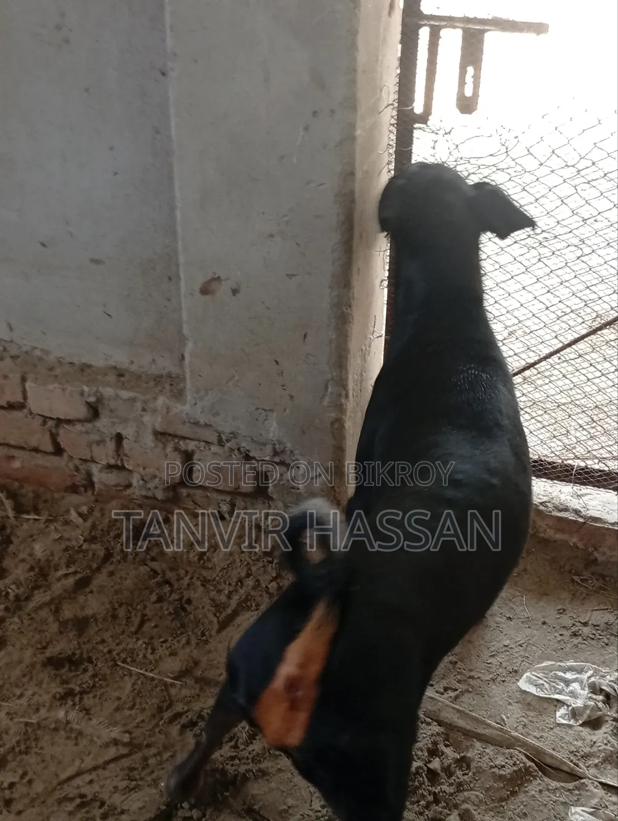 1+ Year Male Purebred Doberman Pinscher