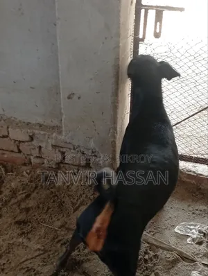 1+ Year Male Purebred Doberman Pinscher