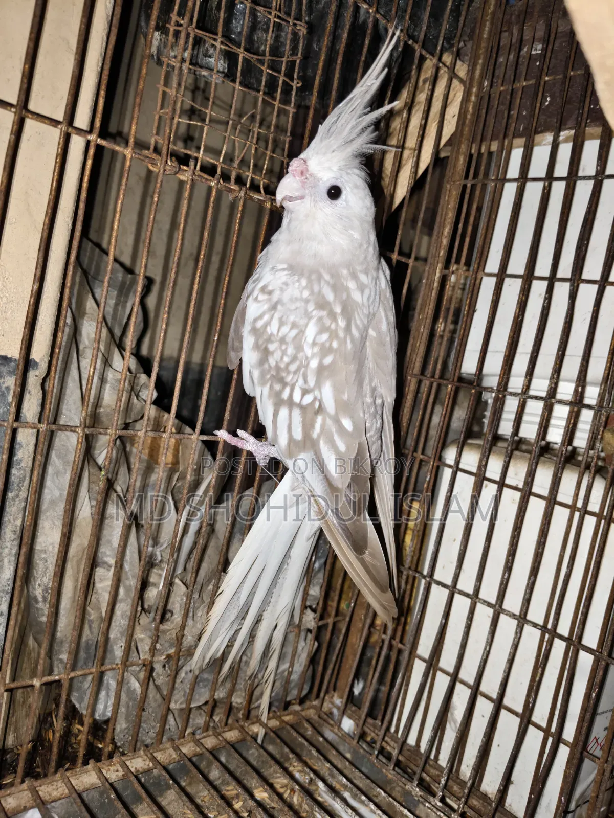 White Face Pearl Running Female Cockatiel