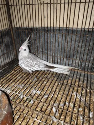 White Face Pearl Running Female Cockatiel