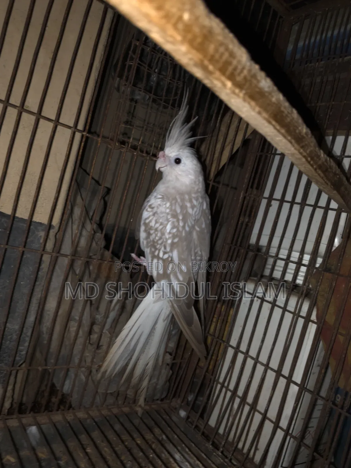 White Face Pearl Running Female Cockatiel