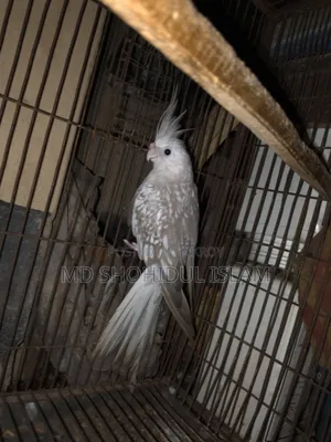 White Face Pearl Running Female Cockatiel