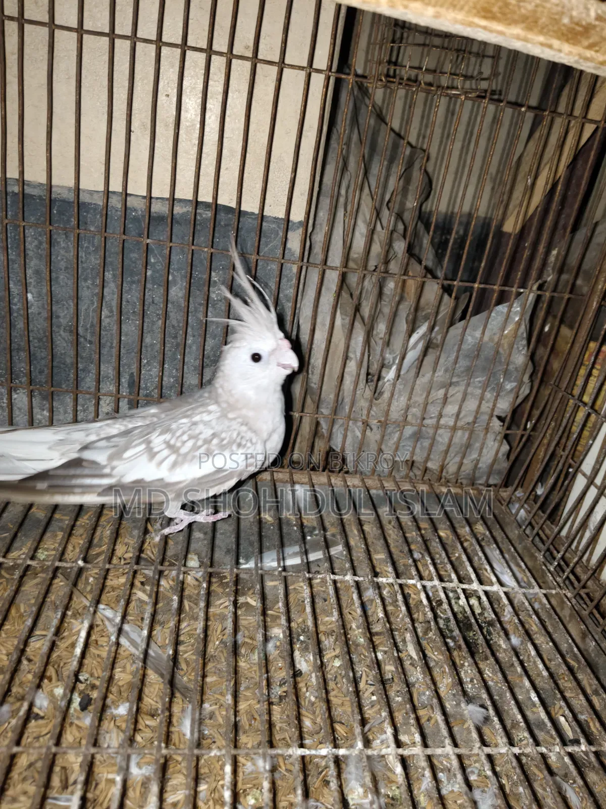 White Face Pearl Running Female Cockatiel