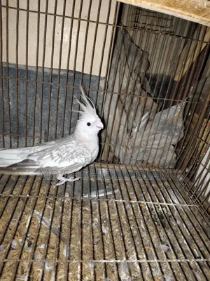 White Face Pearl Running Female Cockatiel