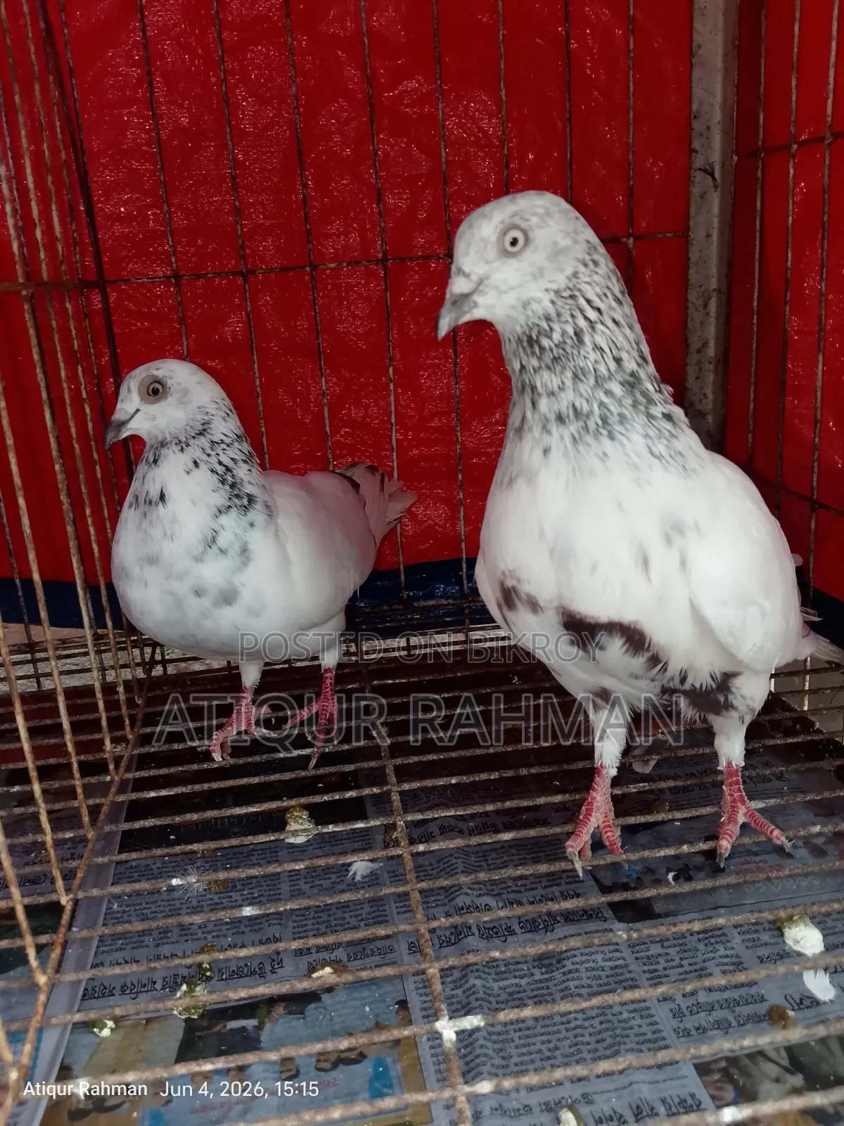 2 pairs of pigeons