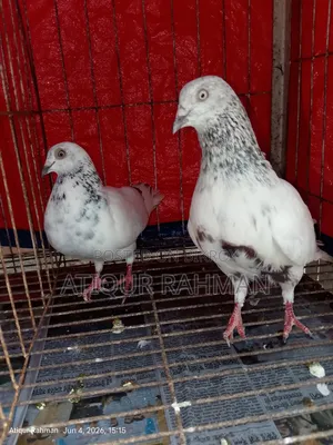 2 pairs of pigeons