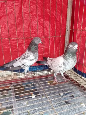 2 pairs of pigeons
