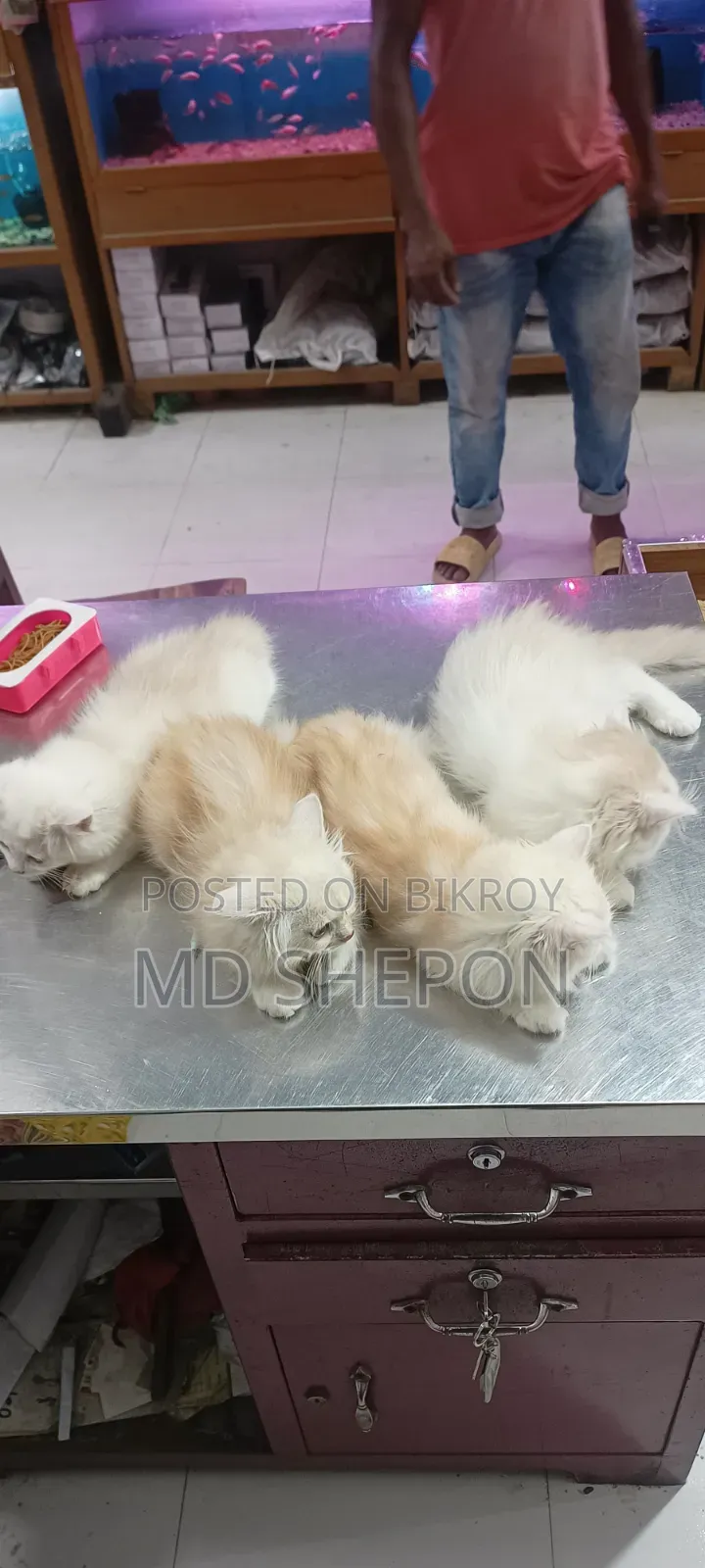 1-3 Months Male Mixed Breed Persian Cat
