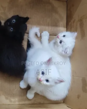 0-1 Month Male Purebred Persian