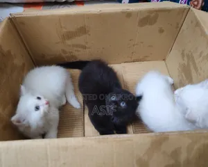 0-1 Month Male Purebred Persian