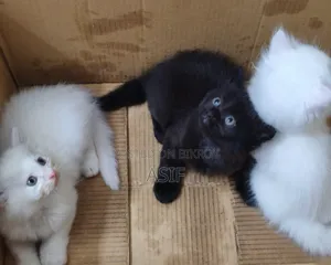 0-1 Month Male Purebred Persian