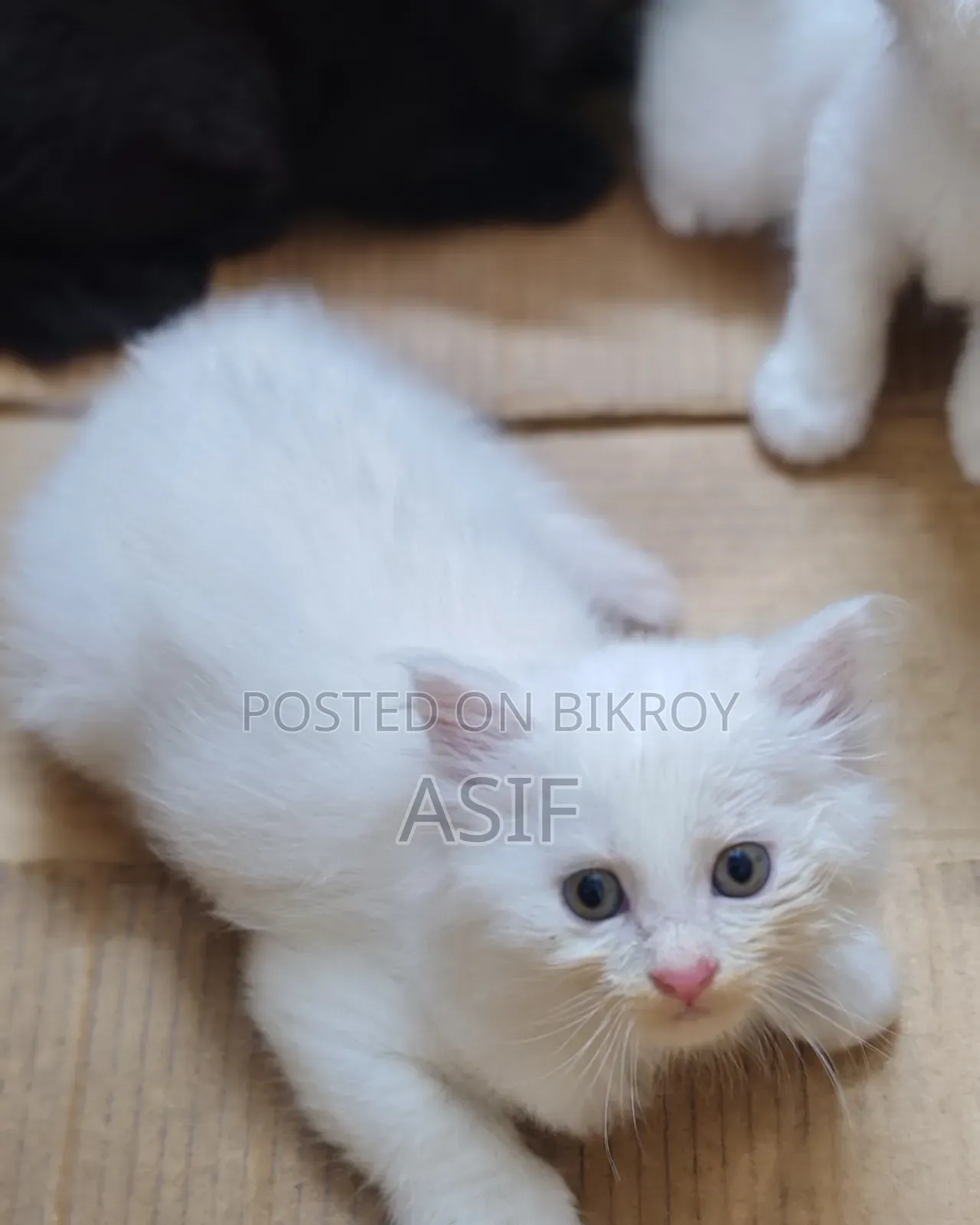0-1 Month Male Purebred Persian