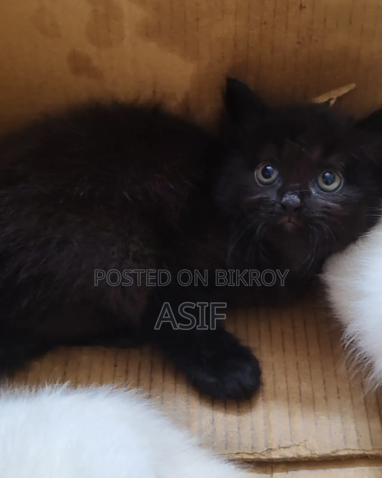 0-1 Month Male Purebred Persian