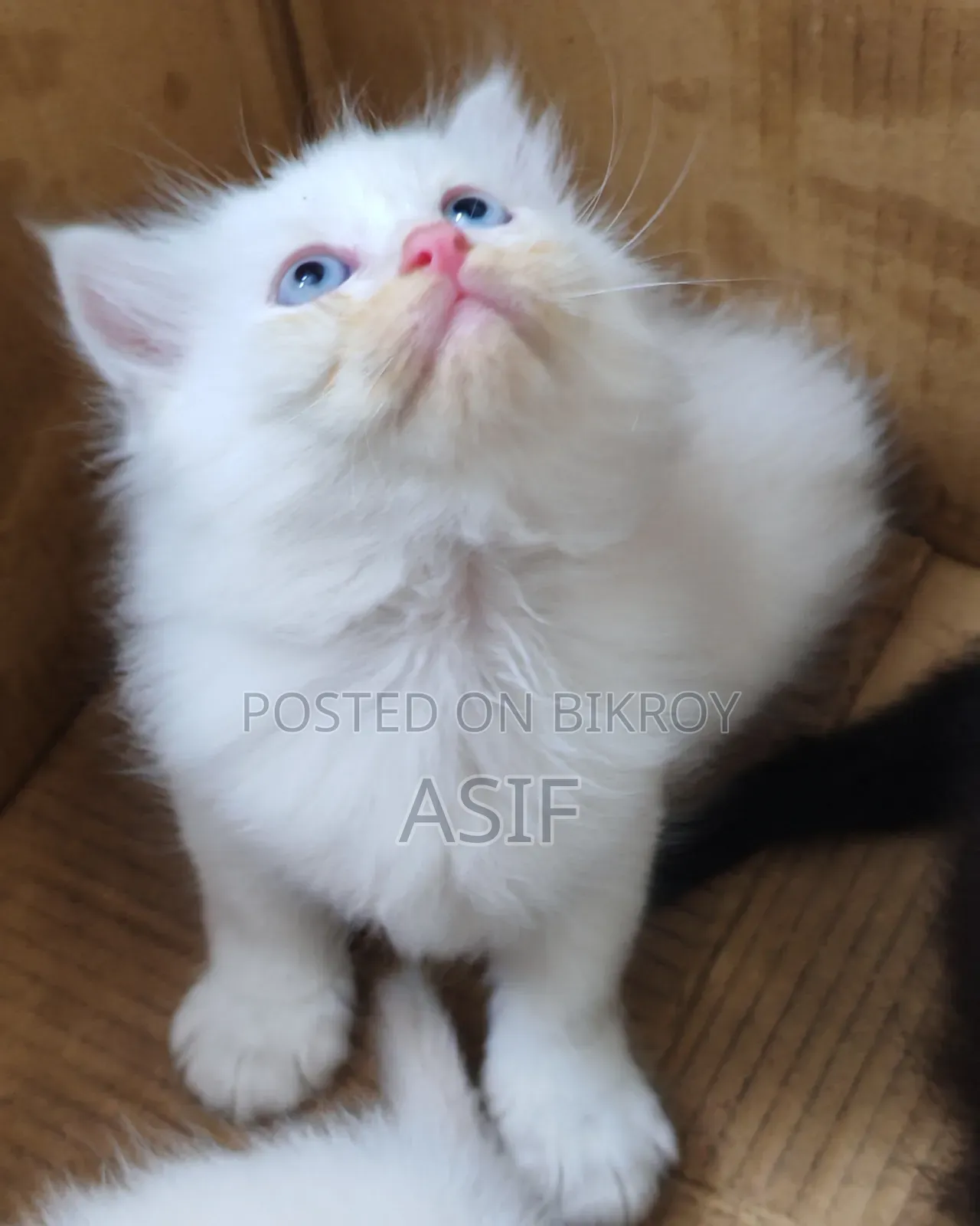0-1 Month Male Purebred Persian
