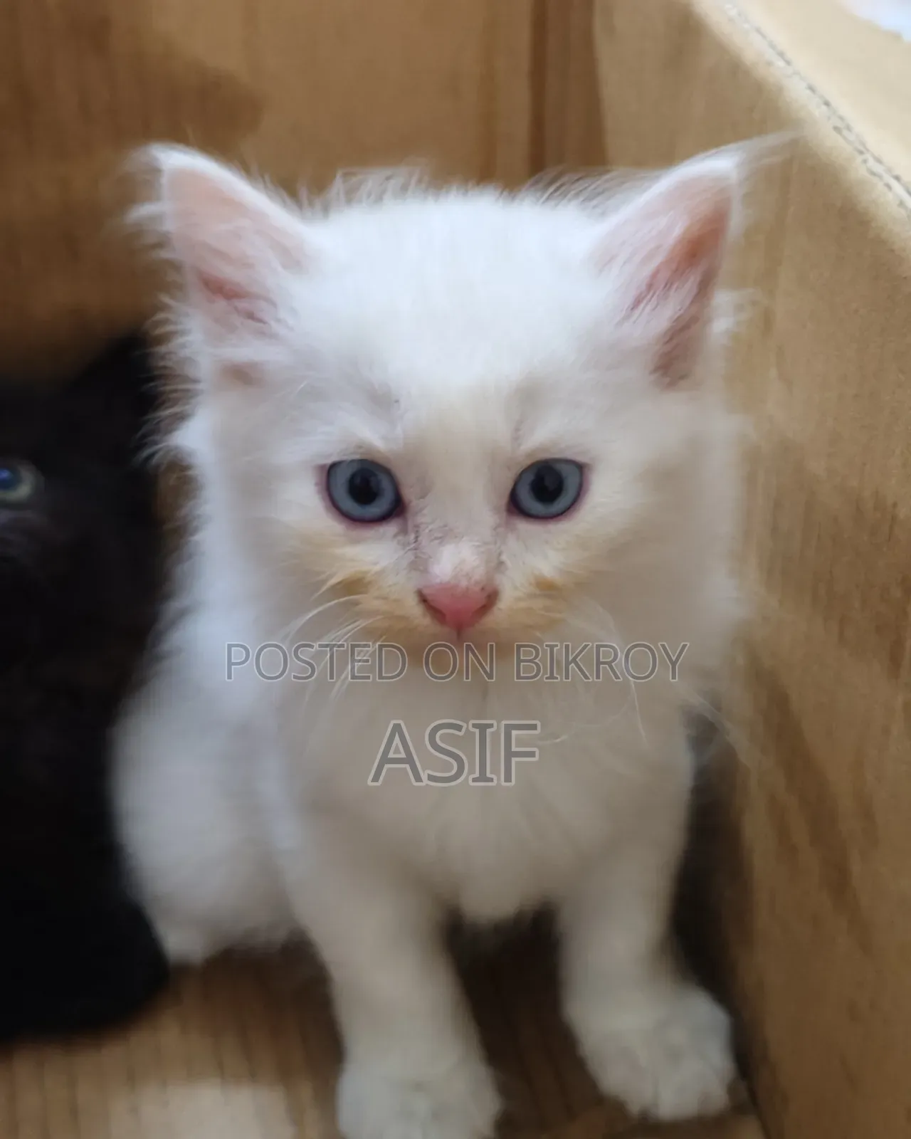 0-1 Month Male Purebred Persian