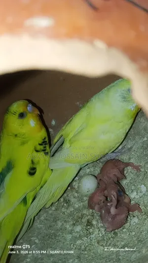 দুই রানিং বাজরিকা পাখি ২ জোড়া বাচ্চা সহ