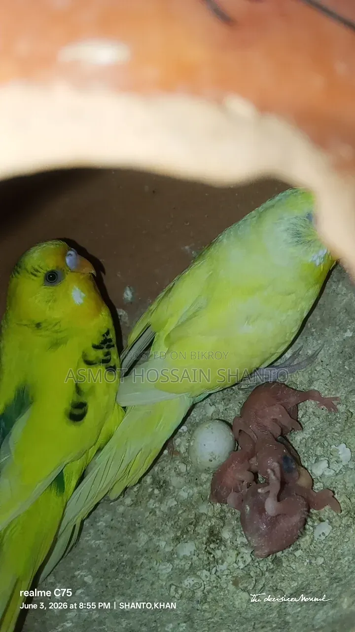 Two running budgie birds with 2 pairs of chicks