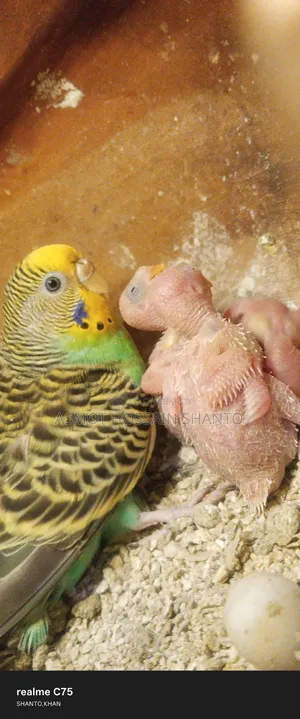 Two running budgie birds with 2 pairs of chicks