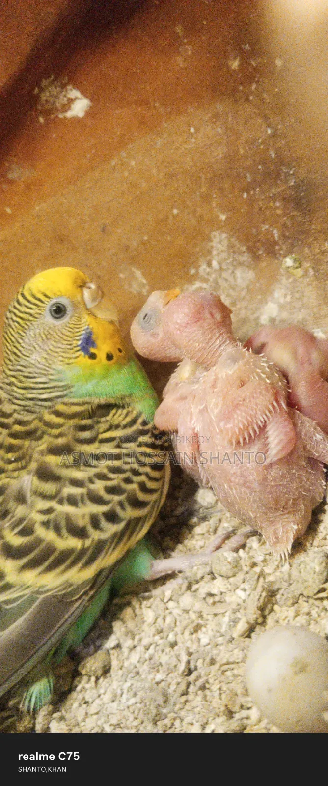 Two running budgie birds with 2 pairs of chicks