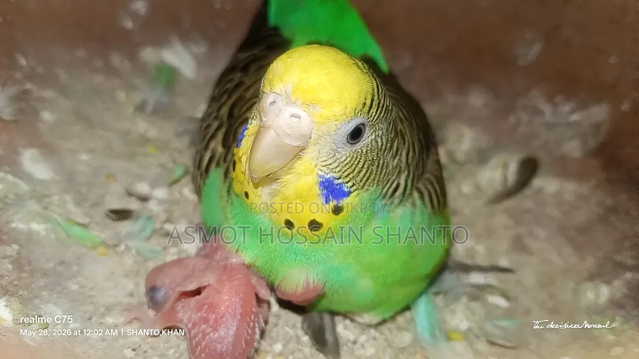 Two running budgie birds with 2 pairs of chicks