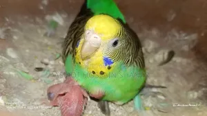 Two running budgie birds with 2 pairs of chicks