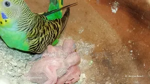 Two running budgie birds with 2 pairs of chicks